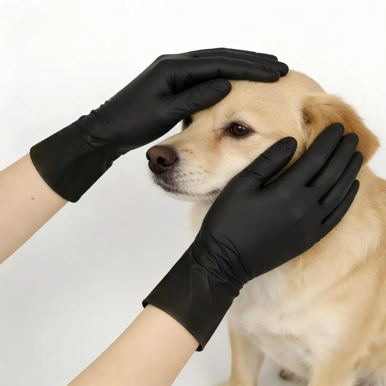 Vitrile/Hybrid/Vinyl Nitrile Blended Black Gloves for Pet Care