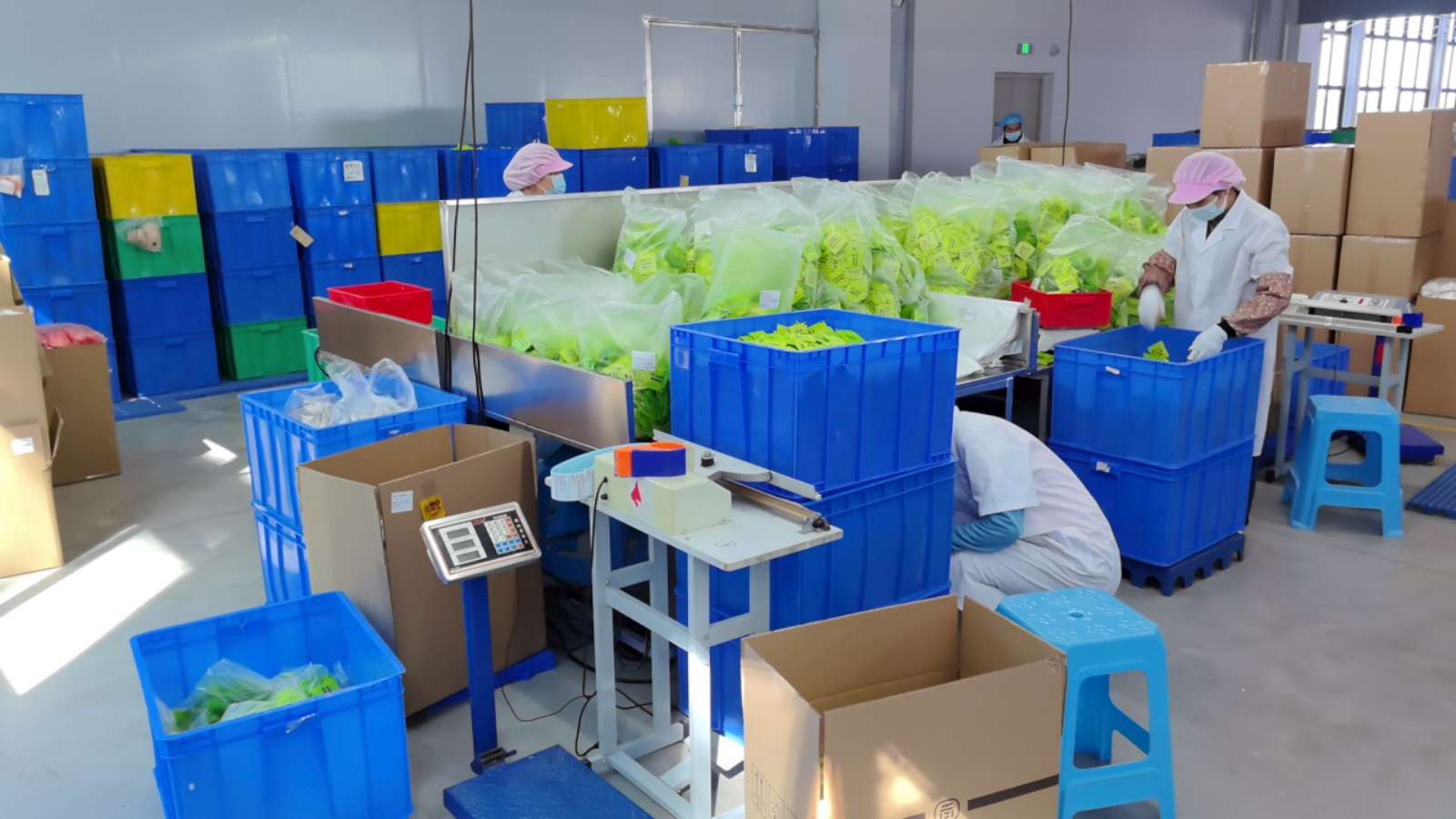 Quality Check and Packing — Final Inspection Before Shipping at Mahesh Medical