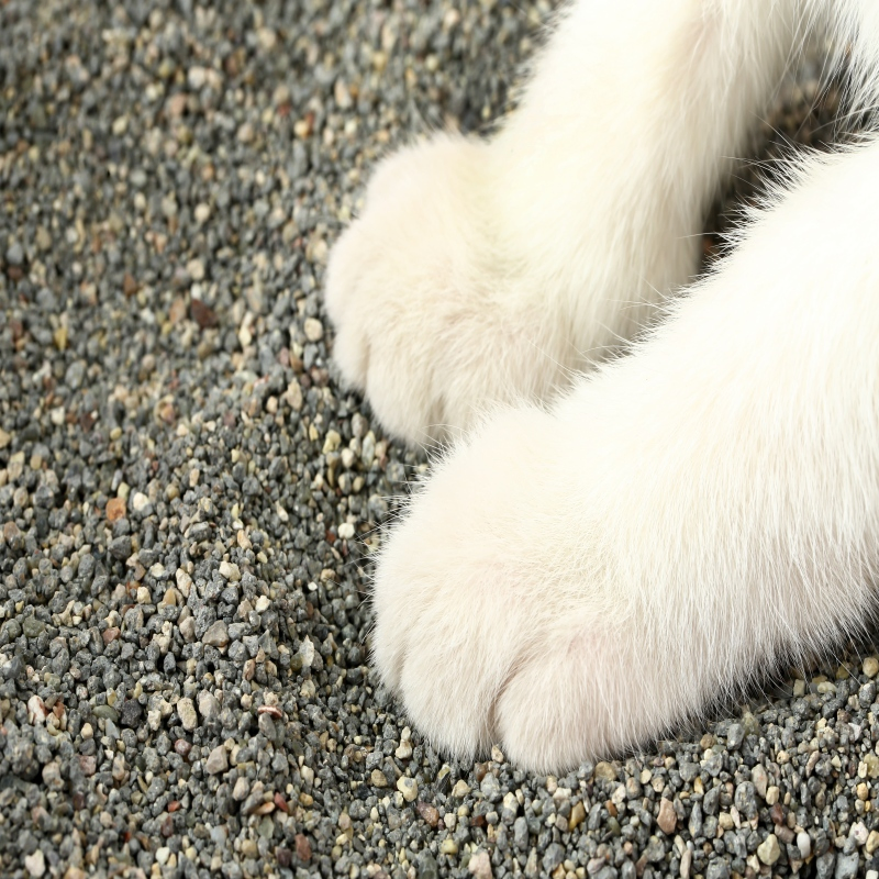 Arena para gatos premium biodegradable irregular de bentonita triturada - libre de polvo, aglutinación rápida y alta absorción para el cuidado de mascotas