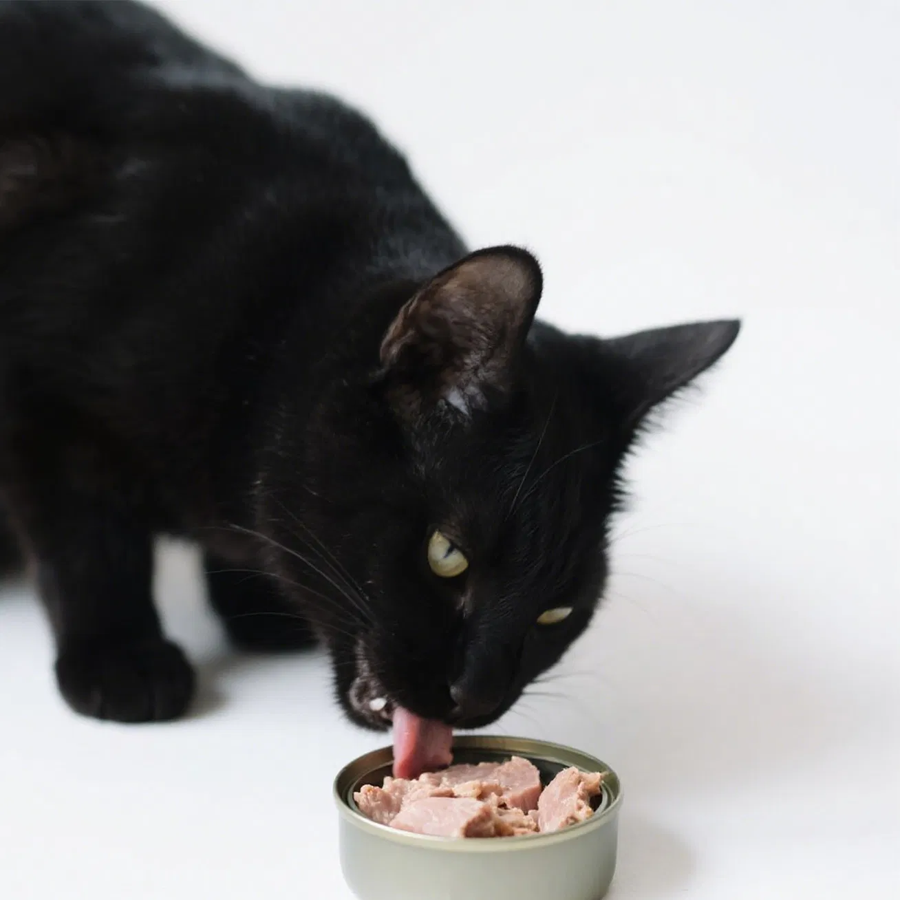 Desarrollo personalizado de comida húmeda nutritiva de pollo enlatada para gatos y gatitos, fuente de producción de fabricantes generales