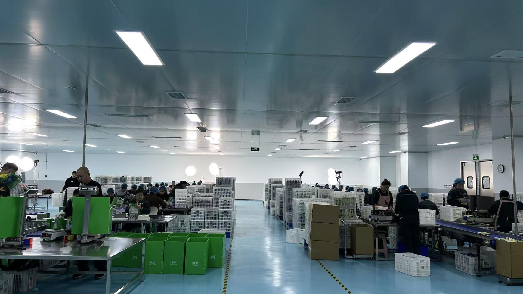 Productos de Beijing Mext Pet listos para exportación global - Almacén y logística internacional