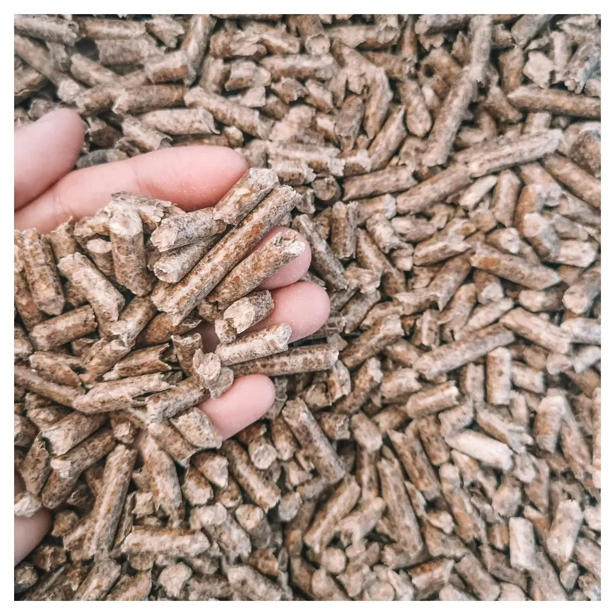 Arena para gatos de madera de pino con carbón activado, arena para gatos de madera de pino pura