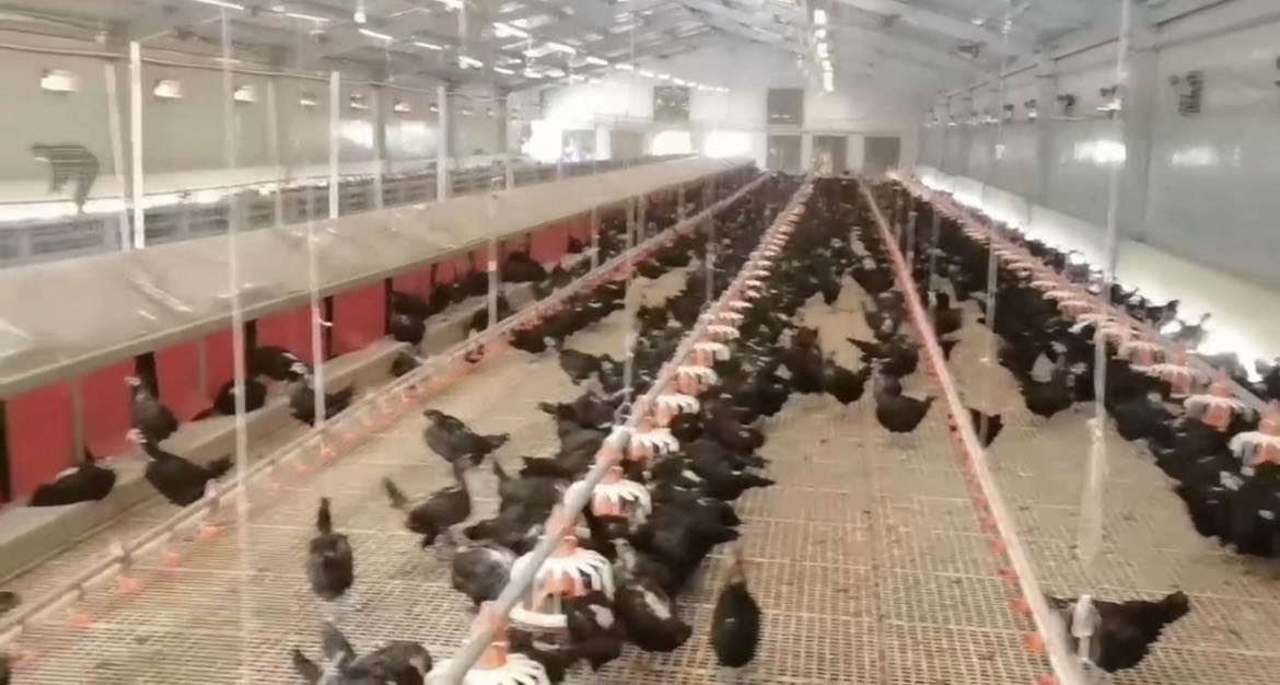 Agriseo High Quality Breeder House Feeding Equipment with Corner Wheel Conveyor Chain System for Efficient Poultry Nutrition Management