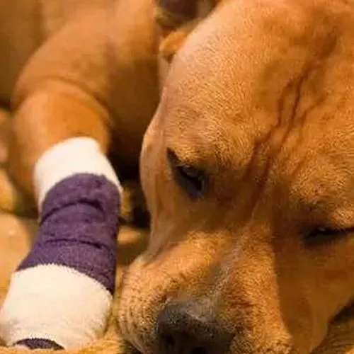 Bandagem Autoadesiva Coesa para Animais de Estimação, Elástica e Respirável, Envoltório Cirúrgico para Proteção das Mãos dos Veterinários