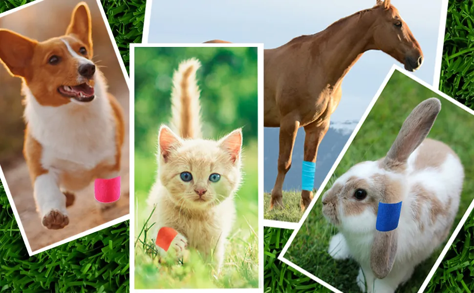 Aplicação em animais