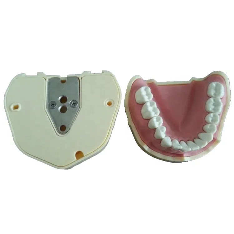 Teeth Model