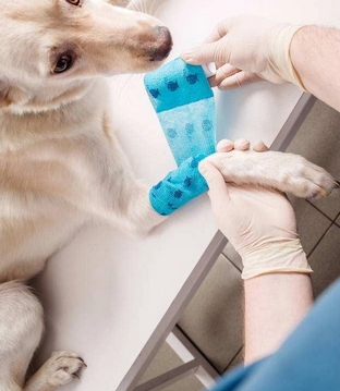 Lower Price Customize Non-Woven Elastic Self-Adhesive Cohesive Crepe Bandage for Pet and Horse