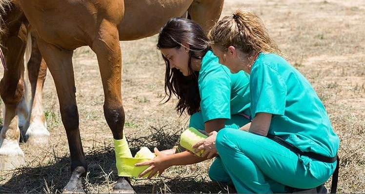 Lower Price Customize Non-Woven Elastic Self-Adhesive Cohesive Crepe Bandage for Pet and Horse