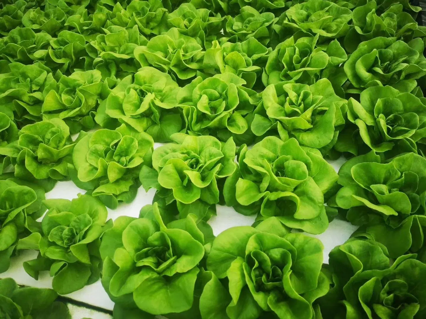 Manufacturer Dwc Growing System Equipment XPS Growing Plate Vegetable Plating System