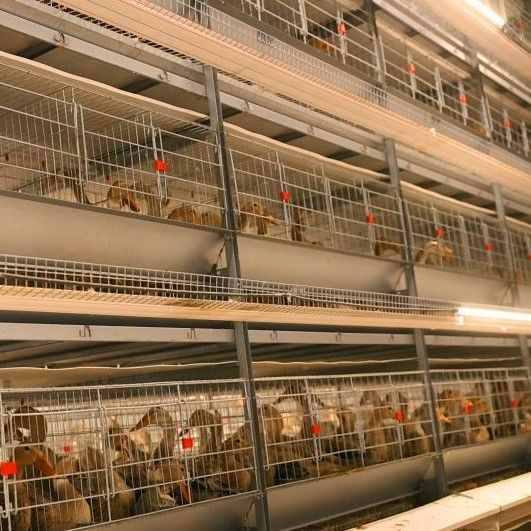 Hot Sale Advanced Duck Stacking Farming Solution with Smart Control System China Factory Direct
