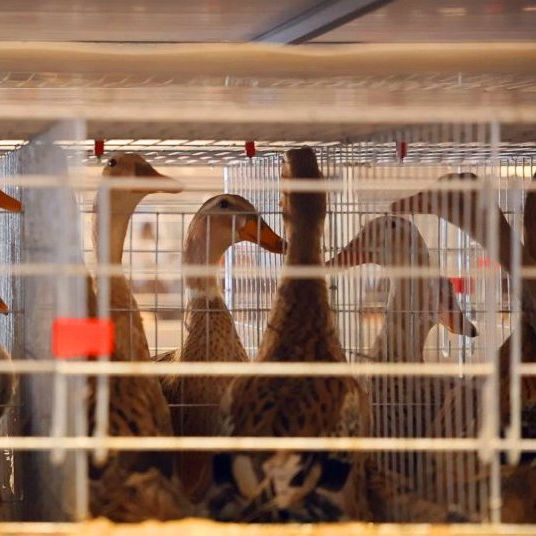 Hot Sale Advanced Duck Stacking Farming Solution with Smart Control System China Factory Direct