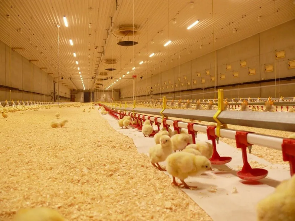 Innovative Poultry Feeding System