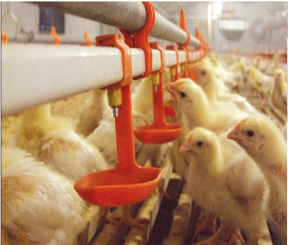 Innovative Poultry Feeding System with Smart Drinking Nipples