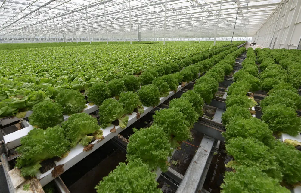 Hydroponics System