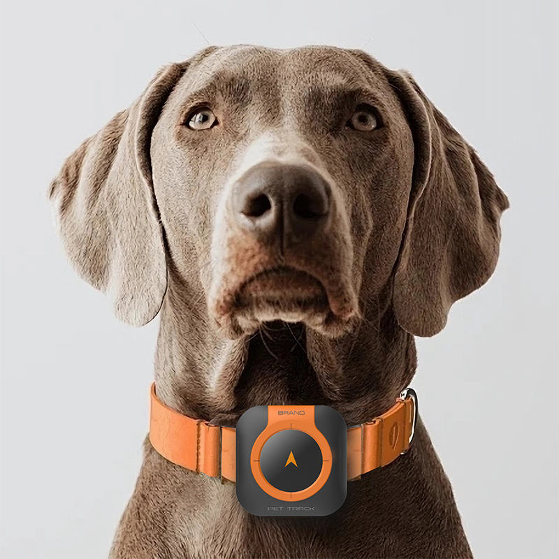 Custom OEM Pet Smart Health Fitness Tracker Collar GPS with APP with Health Monitoring