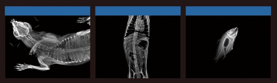 RV-32 Veterinary Digital X-ray System Touch Screen Xray