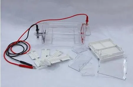 DNA Electrophoresis Detail 3
