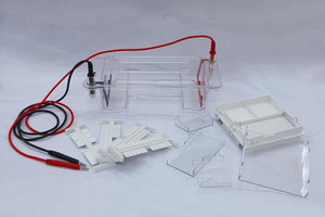 Electrophoresis System for DNA Electrophoresis, Horizontal (DYCP-31DN)
