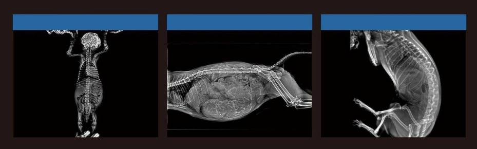 RV-32 Veterinary Digital X-ray System Touch Screen Xray