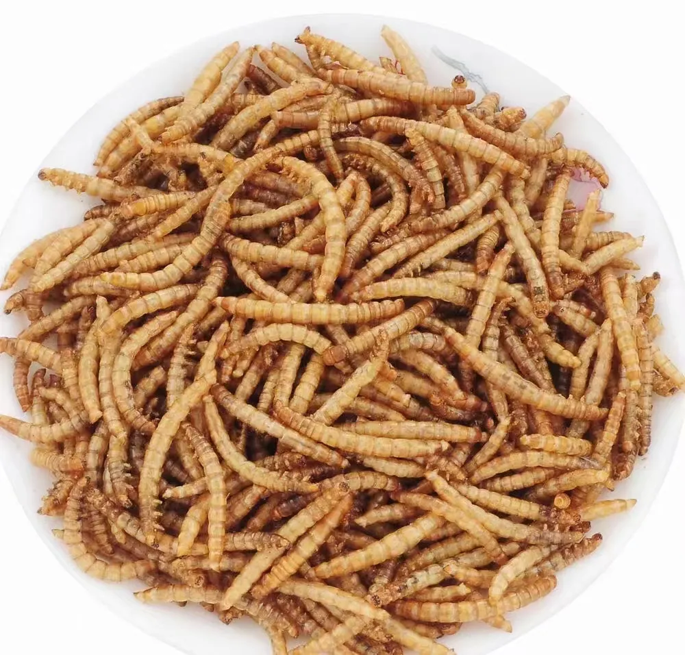 Dried Mealworms Product