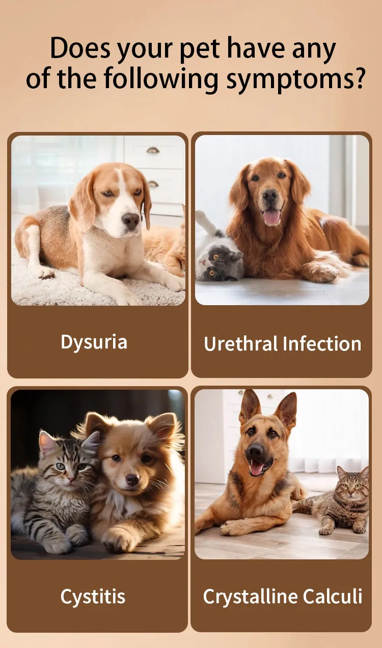 Cat Urinary Tract Health 3