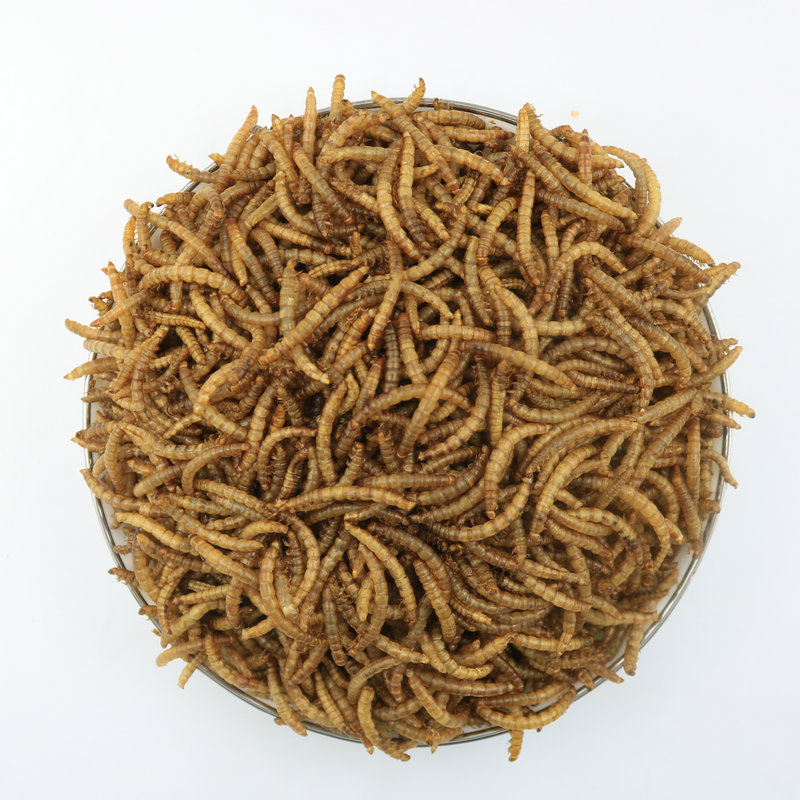 High Protein Pet Food Wholesalers Dried Mealworms Animal Super Worm