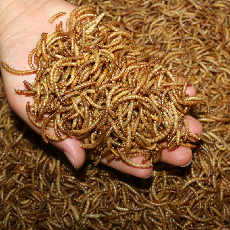 High Protein Pet Food Wholesalers Dried Mealworms Animal Super Worm