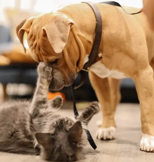 Calming Chews Details