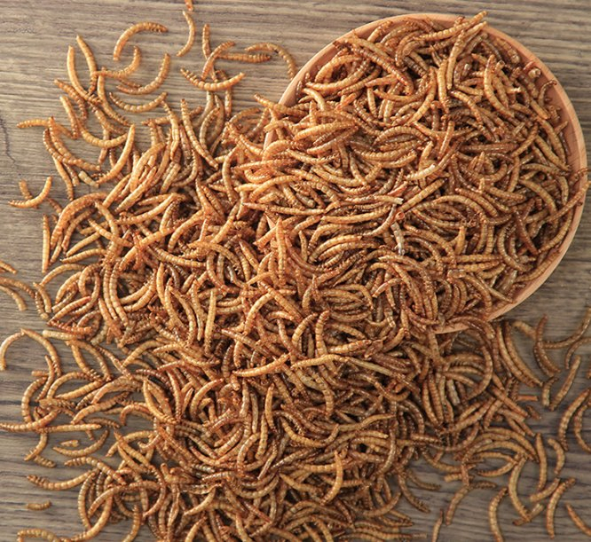 High Protein Pet Food Wholesalers Dried Mealworms Animal Super Worm