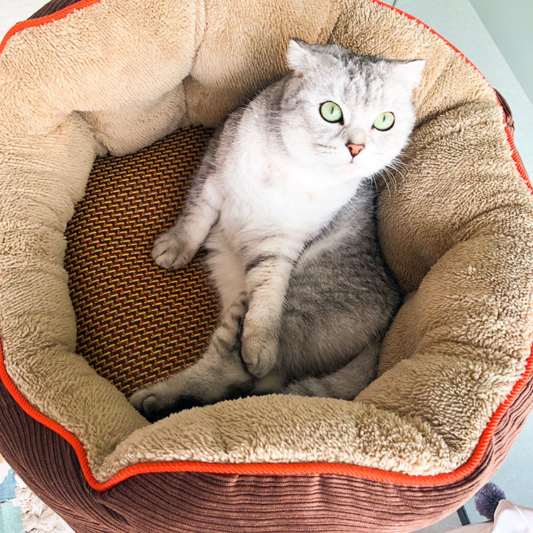 Corduroy Kennel Featured High-End Pet Dog Puppies