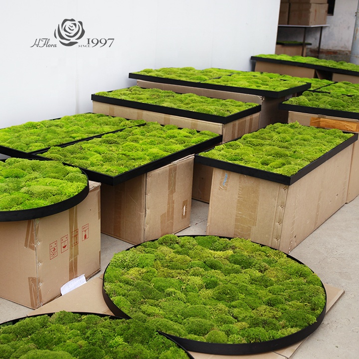 Customized Preserved Reindeer Moss Wall Panel For Home Office Decor OEM Moss Grass Long Using Wall Live Restaurant Hotel