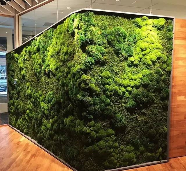 Customized Preserved Reindeer Moss Wall Panel For Home Office Decor OEM Moss Grass Long Using Wall Live Restaurant Hotel