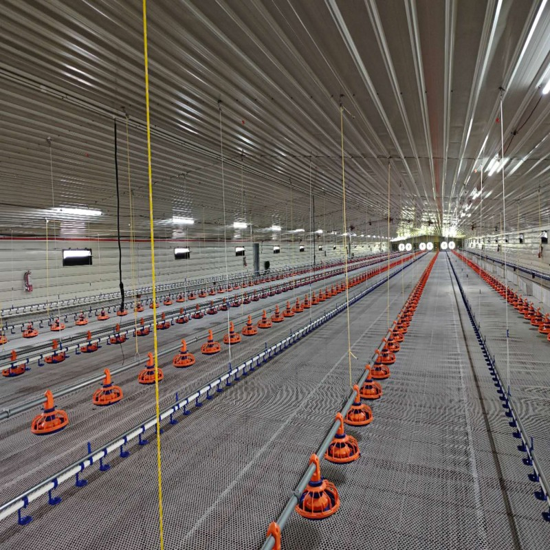 Advanced Poultry Equipment with Automatic Control System Adjustable Height and Efficient Cleaning to Support Chicken Fast Growth