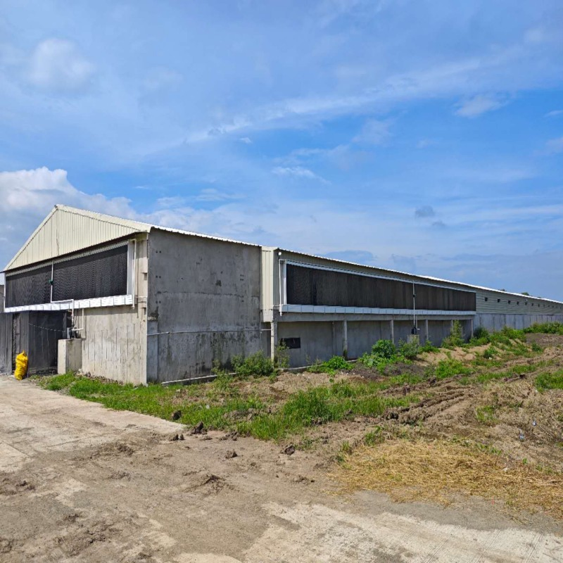 Advanced Poultry Equipment with Automatic Control System Adjustable Height and Efficient Cleaning to Support Chicken Fast Growth