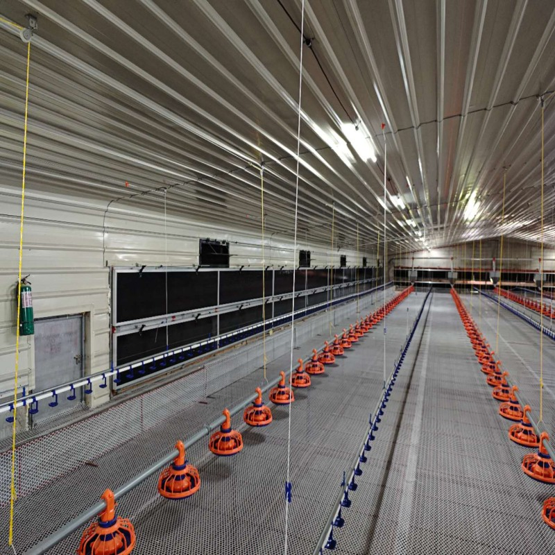 Advanced Poultry Equipment with Automatic Control System Adjustable Height and Efficient Cleaning to Support Chicken Fast Growth