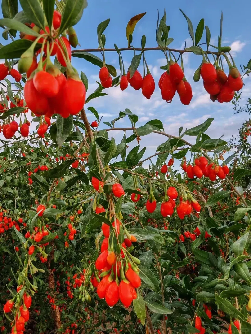 Goji Berry Harvest
