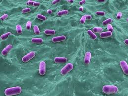 Lactobacillus Acidophilus for Human Gut Health Ibs