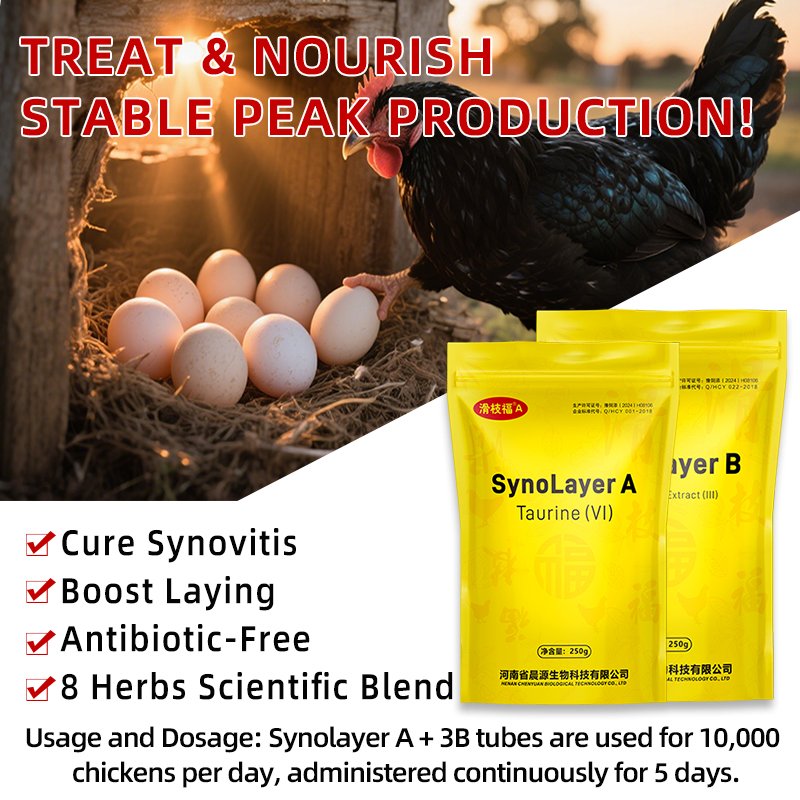 Synolayer: No Drug Residues &amp; Drug Resistance &amp; Hormones for Laying Hens
