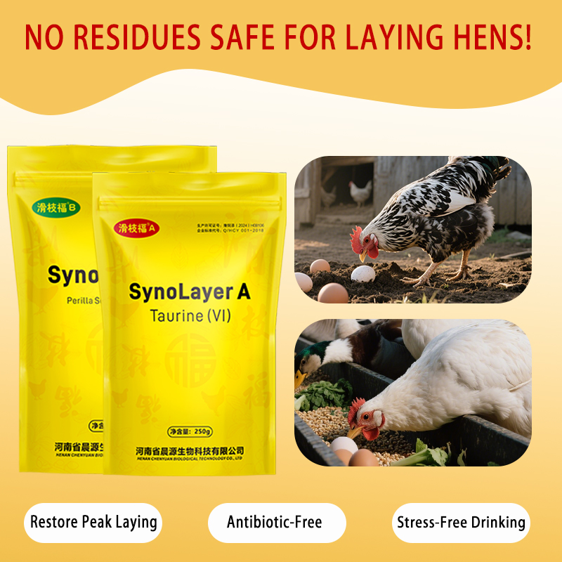 Synolayer: No Drug Residues &amp; Drug Resistance &amp; Hormones for Laying Hens