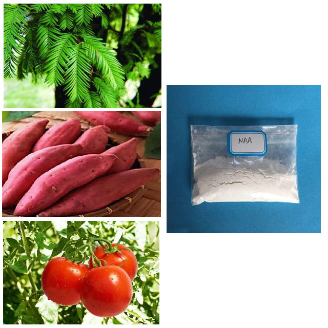 Hormone Naa Anaa Growth Regulator Naa 1-Naphthalen Acetic Acid 98%Tc Auxin Hormones Price