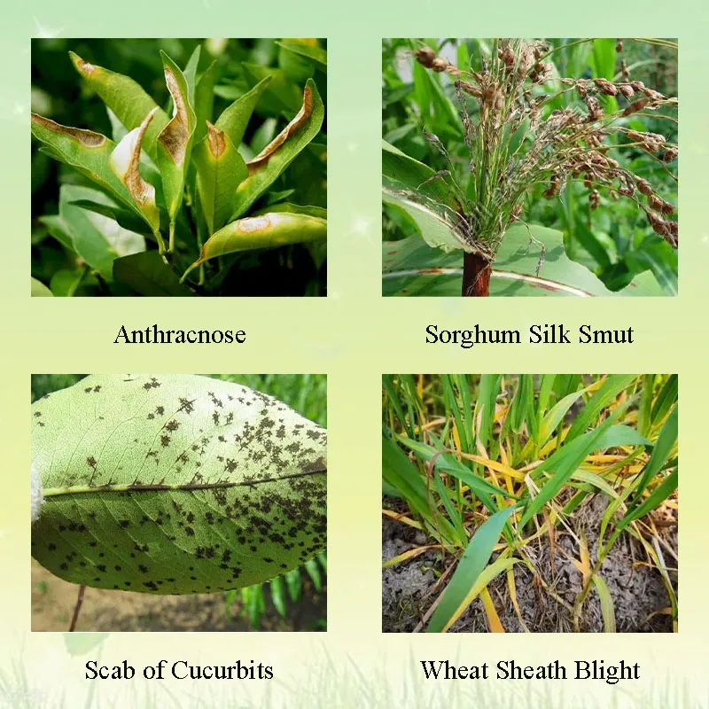 Difenoconazole 10% Wdg