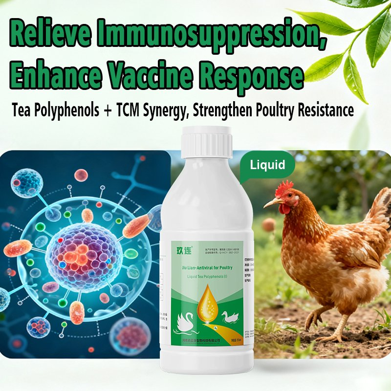 Hormone-Free Jiu Lian: Poultry Viral Disease Prevention