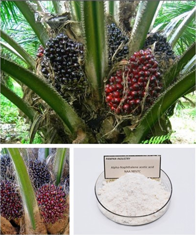 Hormone Naa Anaa Growth Regulator Naa 1-Naphthalen Acetic Acid 98%Tc Auxin Hormones Price