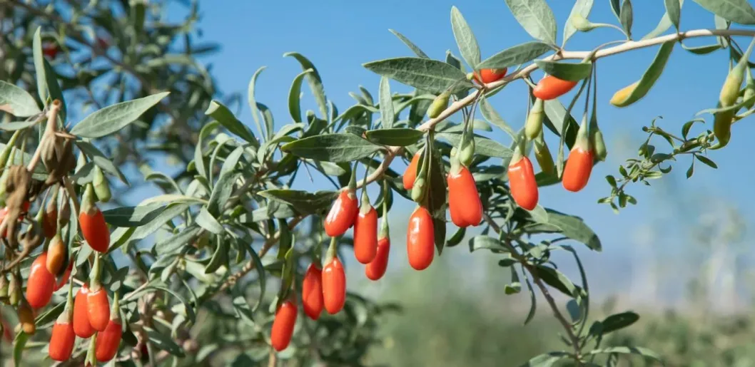 Nutrient-Rich Organic Goji Berries