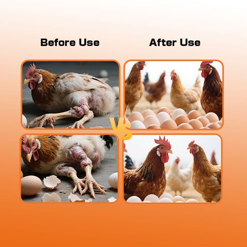 Synolayer: No Drug Residues &amp; Drug Resistance &amp; Hormones for Laying Hens