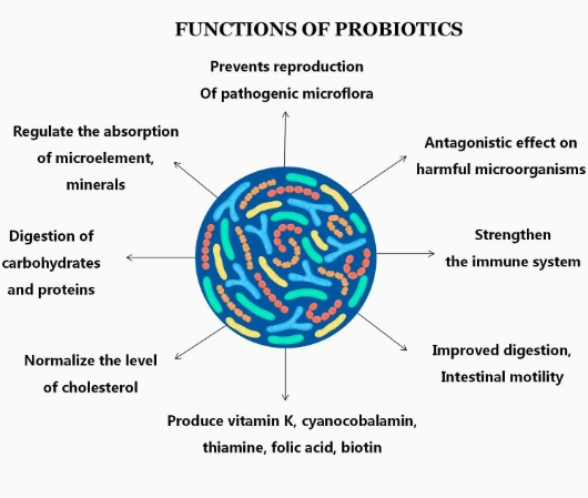 Factory Lactobacillus Fermentum Probiotics for Gut Health