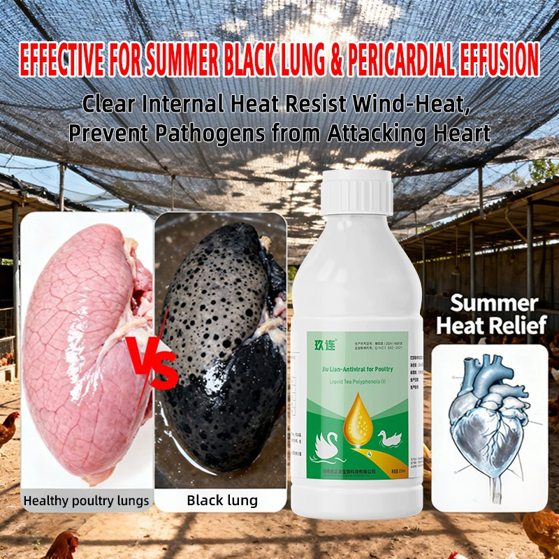 Hormone-Free Jiu Lian: Poultry Viral Disease Prevention