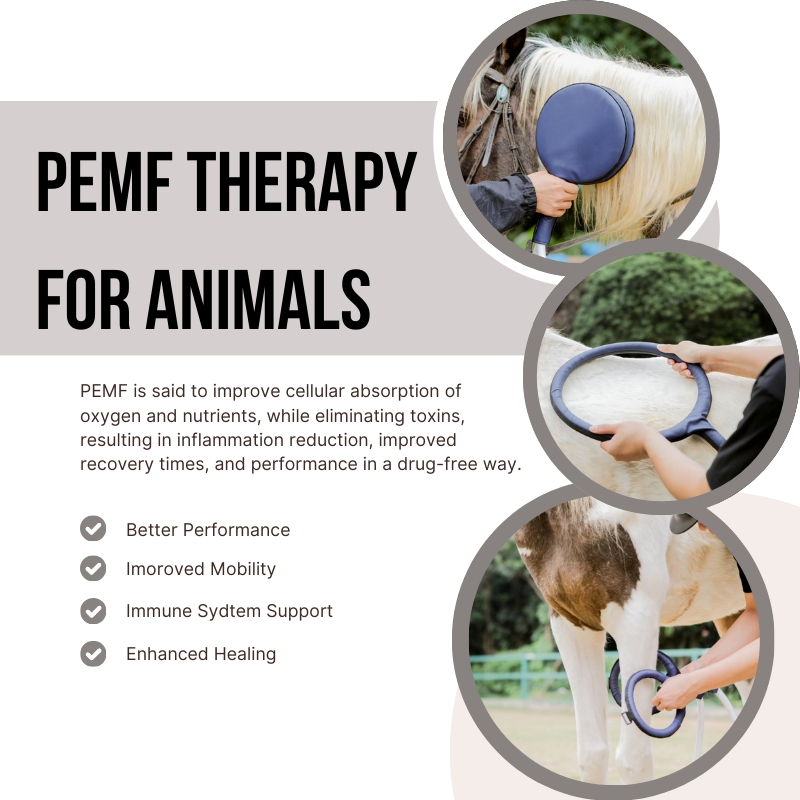 Pain Management and Sports Injury Pemf Therapy Device High Power Pemf Device