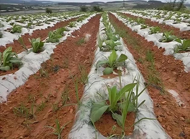 Biodegradable mulching film