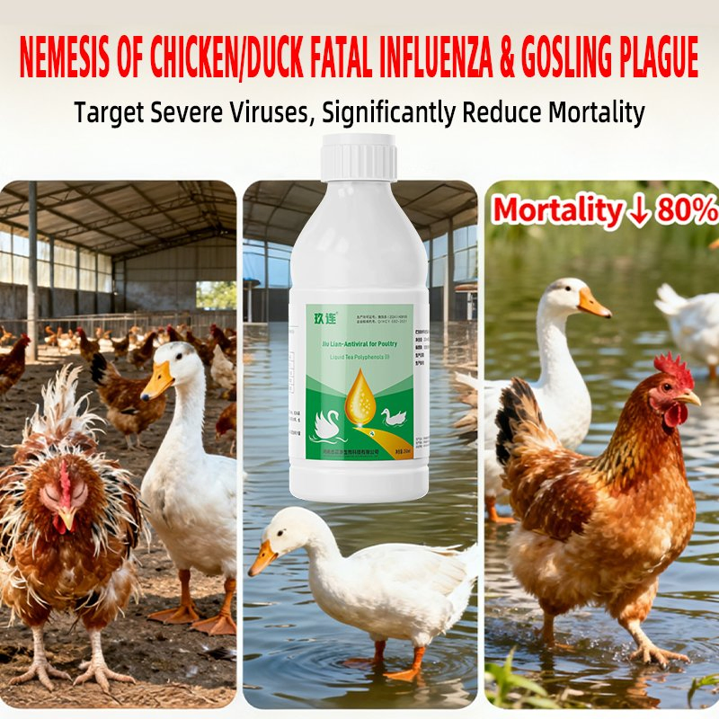 Hormone-Free Jiu Lian: Poultry Viral Disease Prevention